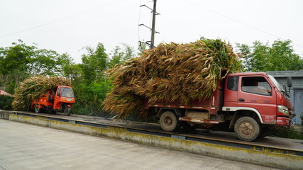 龍孔鎮 “秸”盡所能，推進資源循環利用與生物有機肥料研發